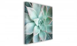 obraz-na-plotnie-098-sukulent-70x70cm