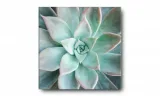 obraz-na-plotnie-098-sukulent-70x70cm-stan-nowy