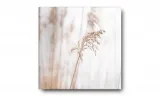 obraz-na-plotnie-127-zdzblo-70x70cm-stan-nowy