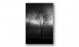 obraz-na-plotnie-024-drzewo-60x90cm-stan-nowy