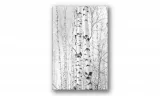 obraz-na-plotnie-011-brzozy-60x90cm-stan-nowy