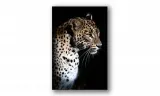 obraz-na-plotnie-051-lampart-60x90cm-stan-nowy