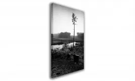 obraz-na-plotnie-093-sosna-70x100cm