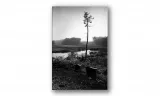 obraz-na-plotnie-093-sosna-70x100cm-stan-nowy