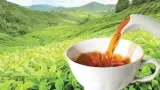 ahmad-ceylon-herbata-lisciasta-500g-waga-z-opakowaniem-0-5-kg