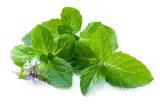 tic-tac-mint-intewn18g-marka-tic-tac