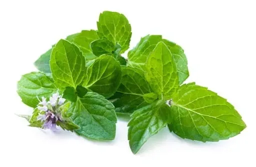 tic-tac-mint-intewn18g