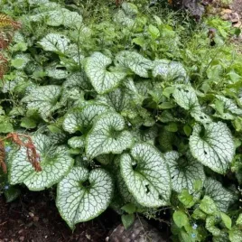 brunnera-macrophylla-sea-heart-pbr
