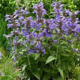 nepeta-neptune-bokratune-pbr