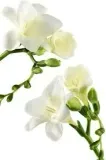 chloe-nomade-woda-perfumowana-30ml-marka-chloe