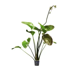 echinodorus-red-rock-xxl-zabienica-koszyk-duza-roslina-do-akwarium
