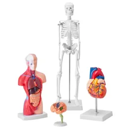 vevor-model-anatomiczny-4-czesciowy-pcv-odlaczany-ludzki-model-nauczania
