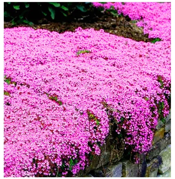 toraf-macierzanka-piaskowa-01g-kod-producenta-5906262149028