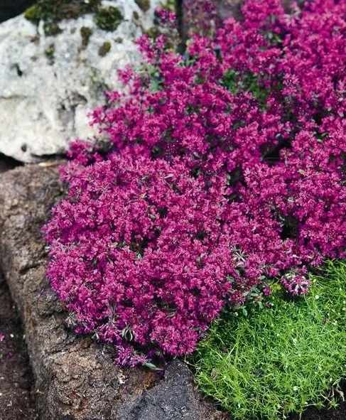 toraf-macierzanka-piaskowa-01g-nazwa-lacinska-lathyrus-odoratus