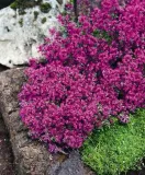 toraf-macierzanka-piaskowa-01g-nazwa-lacinska-lathyrus-odoratus
