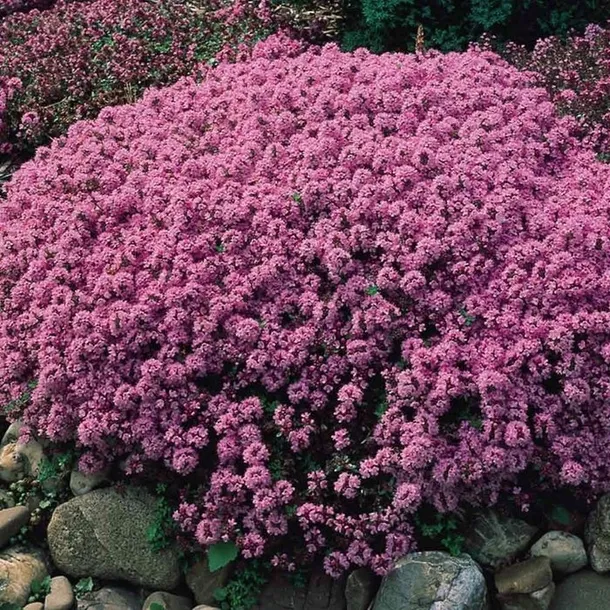 toraf-macierzanka-piaskowa-01g-waga-1-g
