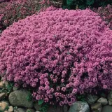 toraf-macierzanka-piaskowa-01g-waga-1-g