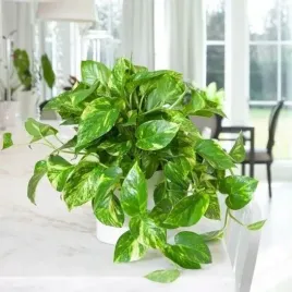 epipremnum-aureum-piekne-duze-pnacze-zlociste-przebarwienia