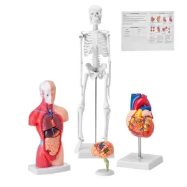 zestaw-modeli-anatomicznych-4-szt-mozg-serce-tulow-szkielet-edukacyjny