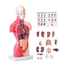 model-anatomiczny-tors-15-czesci