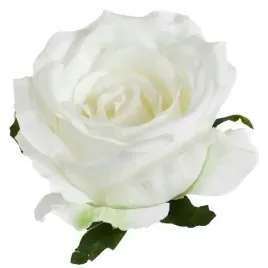 roza-satynowa-sliczna-glowka-lekko-rozwijajacej-sie-rozy-cream