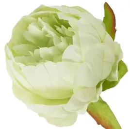 peonia-glowka-wyrobowa-piwonia-kwiat-lt-green