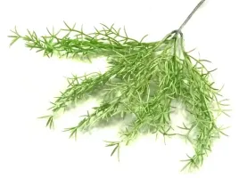asparagus-galazka-trawa-bukiet-white