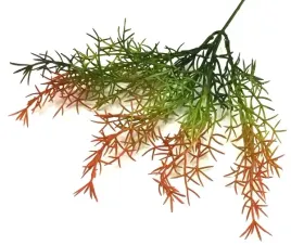 asparagus-galazka-trawa-bukiet-red