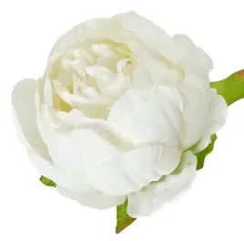 peonia-glowka-wyrobowa-piwonia-kwiat-cream