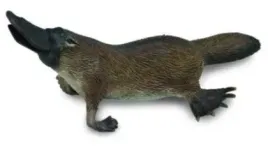 dziobak-australijski-collecta