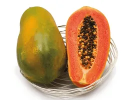 papaja-melonowiec-wlasciwy-sunnybees-roslina-tropikalna-sadzonka-p9