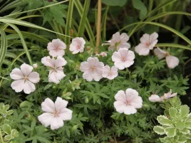 bodziszek-pink-summer-rozowe-kwiaty-bylina-do-ogrodu-sadzonka-p9