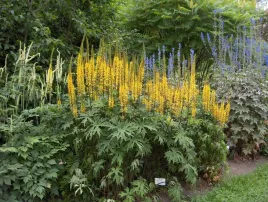 jezyczka-przewalskiego-ligularia-duza-bylina-wieloletnia-do-ogrodu-sadzonka