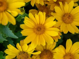 sloneczniczek-szorstki-oriole-single-yellow-zolte-kwiaty-sadzonka-p9