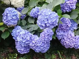hortensja-ogrodowa-early-blue-niebieska-c2