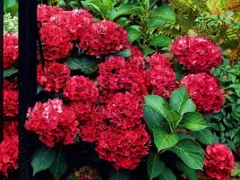 hortensja-ogrodowa-hot-red-czerwona-c2