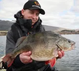 ripper-cannibal-shad-8cm-5g-chartreuse-pumpkin-marka-savage-gear