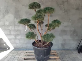sosna-pospolita-formowana-084-niwaki-bonsai-ogrodowe-topiary