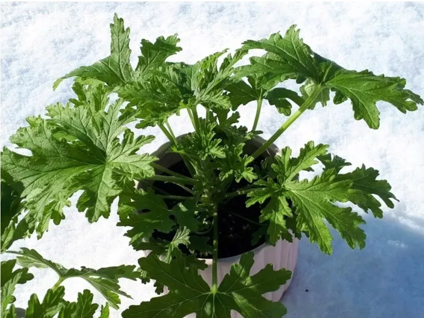 geranium-anginka-roslina