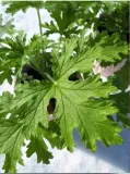 geranium-anginka-roslina-waga-z-opakowaniem-0-4-kg