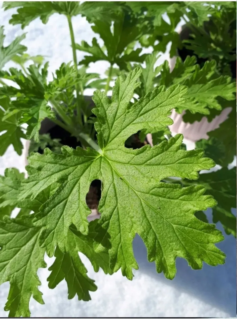 geranium-anginka-roslina