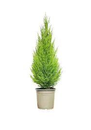 cyprys-pokojowy-cytrynowy-zapach