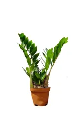 zamiokulkas-zamiolistny-zamioculcas-zamiifolia