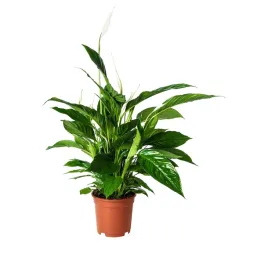 lilia-pokoju-70-cm-roslina-doniczkowa-spathiphyllum