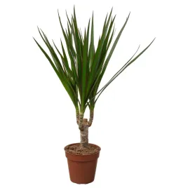 roslina-doniczkowa-dracaena-marginata-9-cm