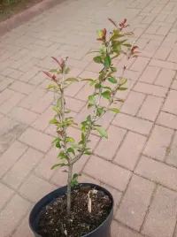 pigwowiec-japonski-na-nalewki-soki