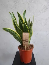 sansevieria-laurentii-xl-duza-roslina
