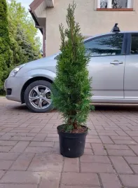 tuja-szmaragd-60-cm-na-zywoplot
