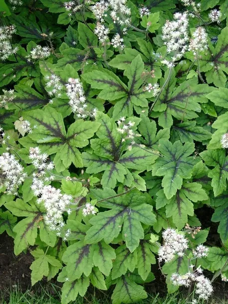 tiarella-iron-butterfly-tiarella-rodzaj-rosliny-inny