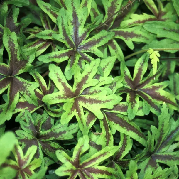 tiarella-iron-butterfly-tiarella-kolor-kwiatow-biale